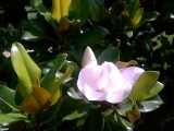 From The Garden  :: Southern Magnolia